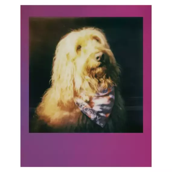 Hârtie foto Polaroid Color Film for Go, 16 buc, 5 image